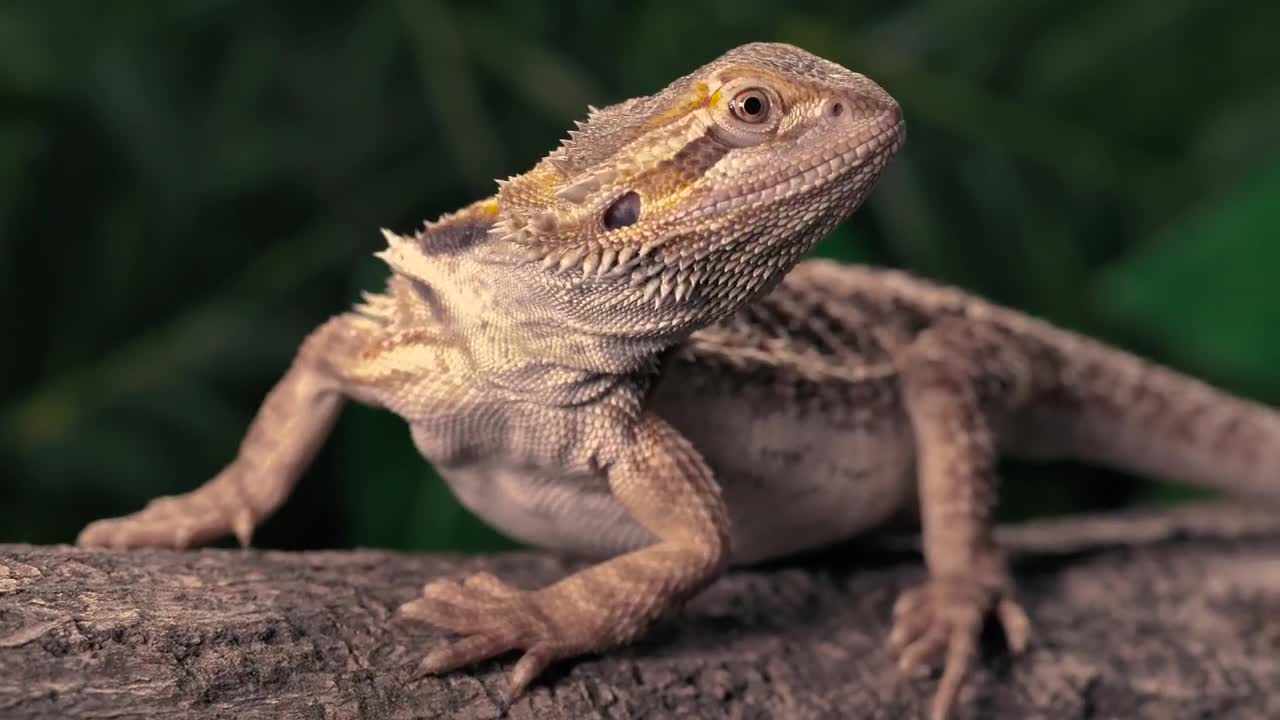 Stock Video Lizard Over A Trunk At Nature Closeup Animated Wallpaper