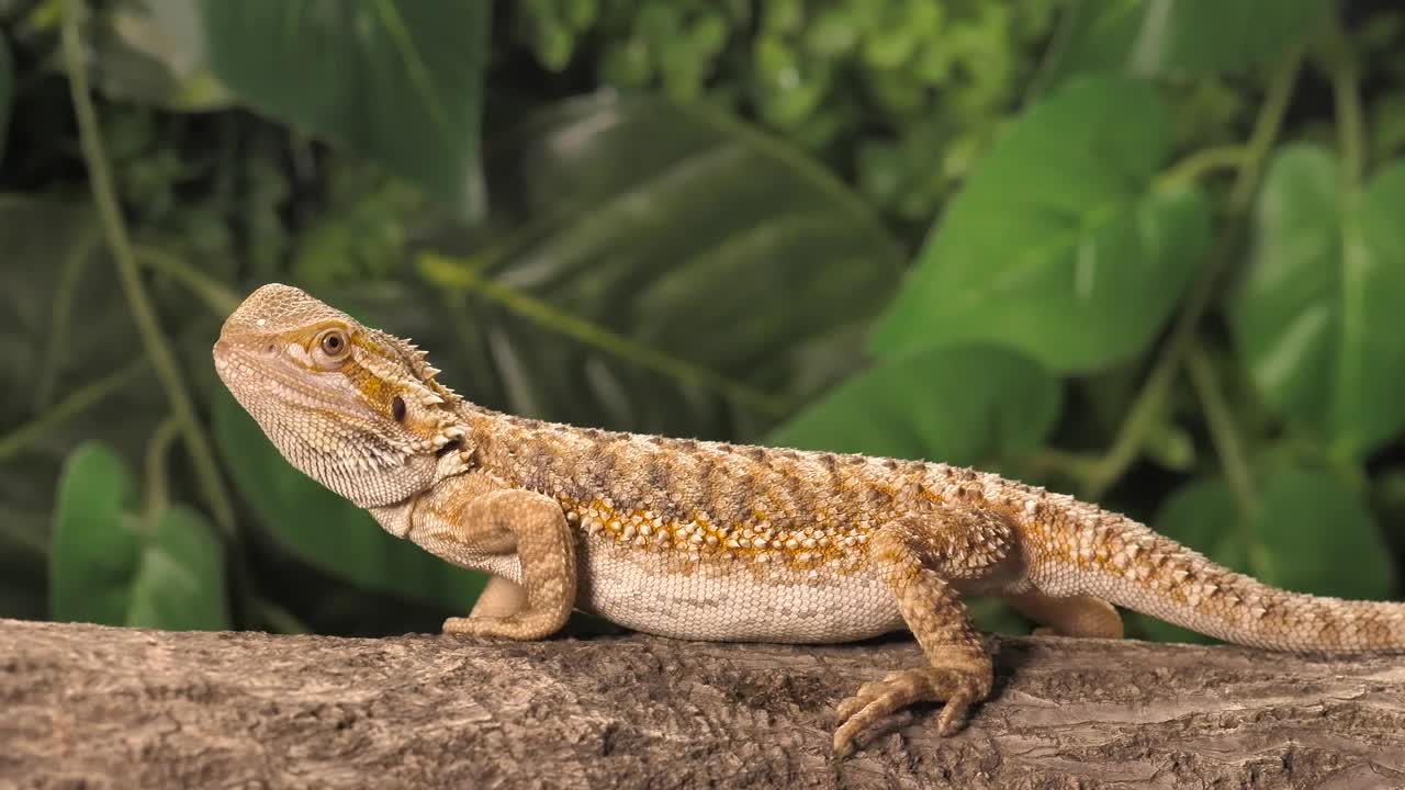 Stock Video Lizard Looking For Dinner In Nature Animated Wallpaper