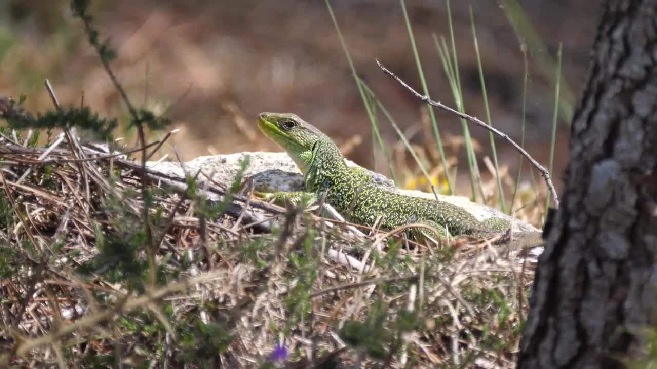 Stock Video Lizard Looking Across The Grass Animated Wallpaper