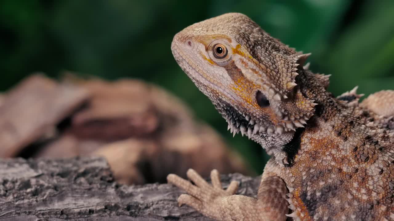 Stock Video Lizard Breathing Slowly Over A Trunk At Nature Animated Wallpaper