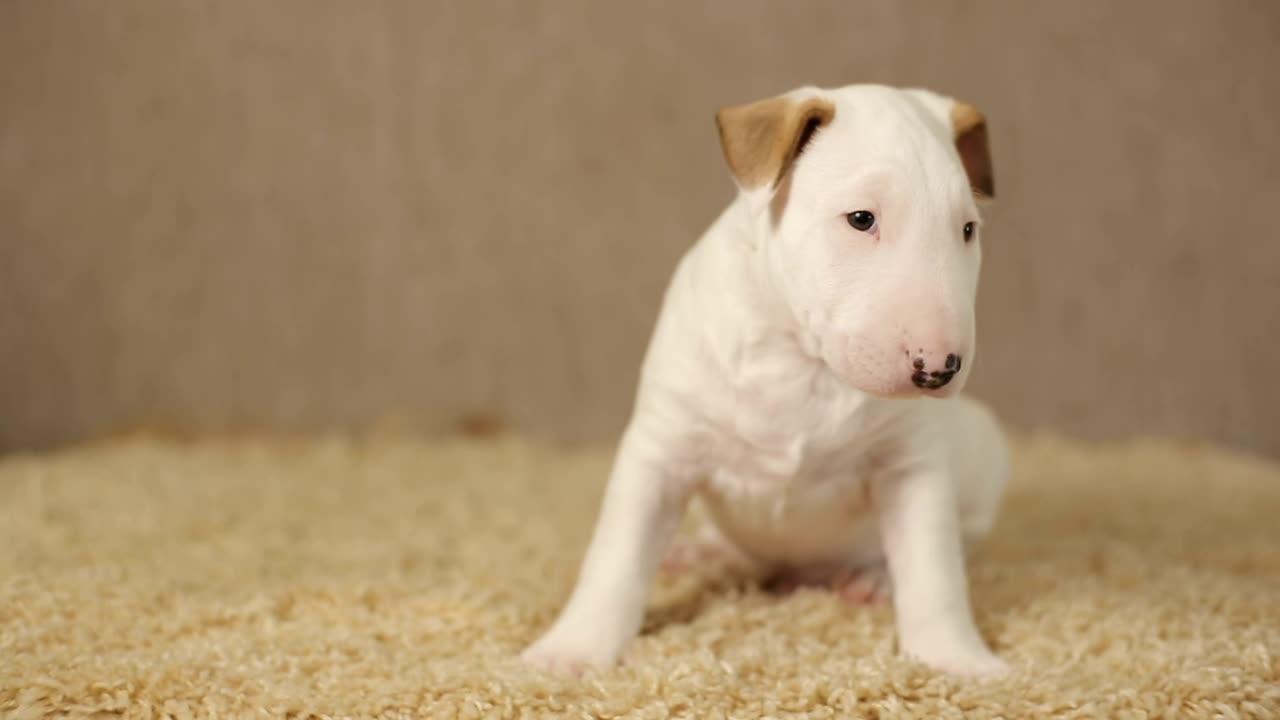 Stock Video Little White Puppy Looking Around Animated Wallpaper