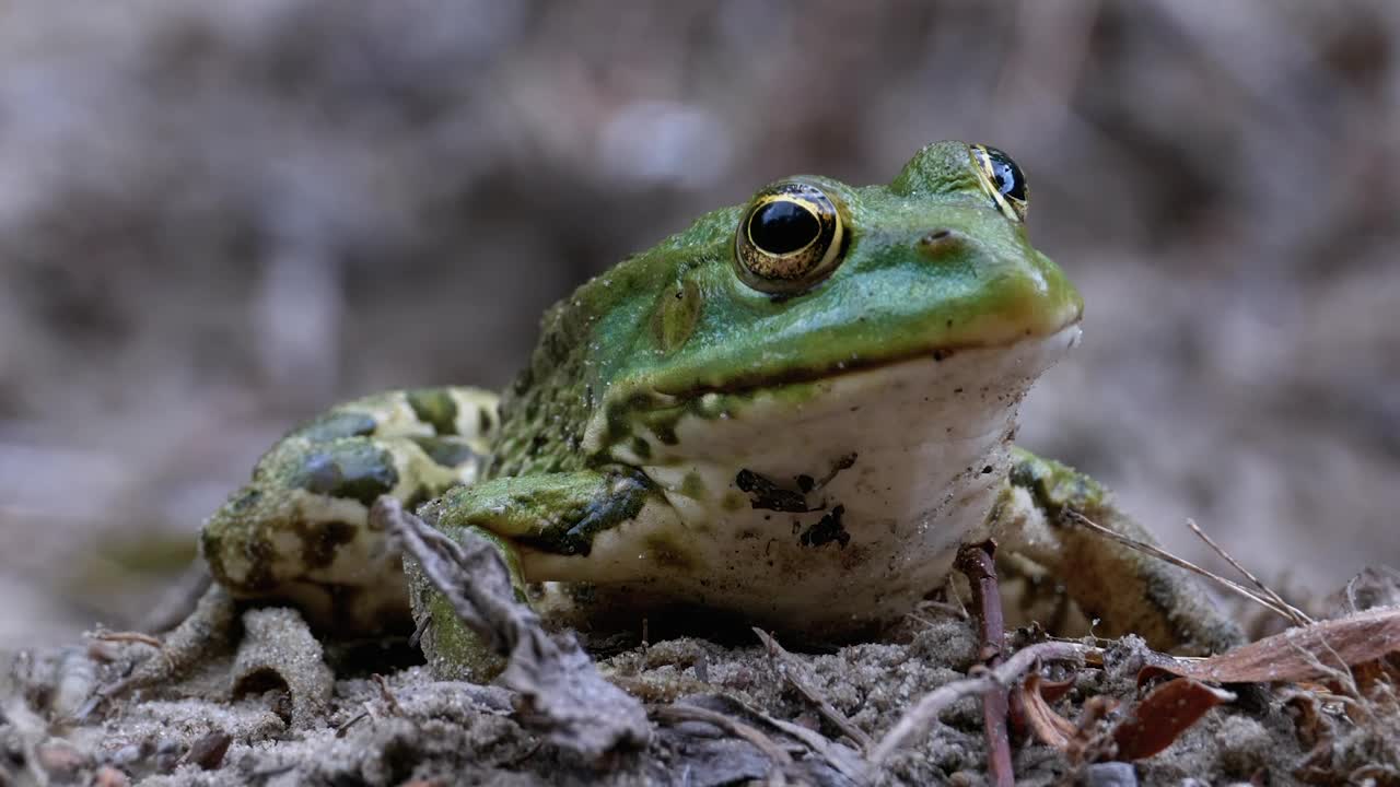 Stock Video Little Static Green Frog Breathing Animated Wallpaper