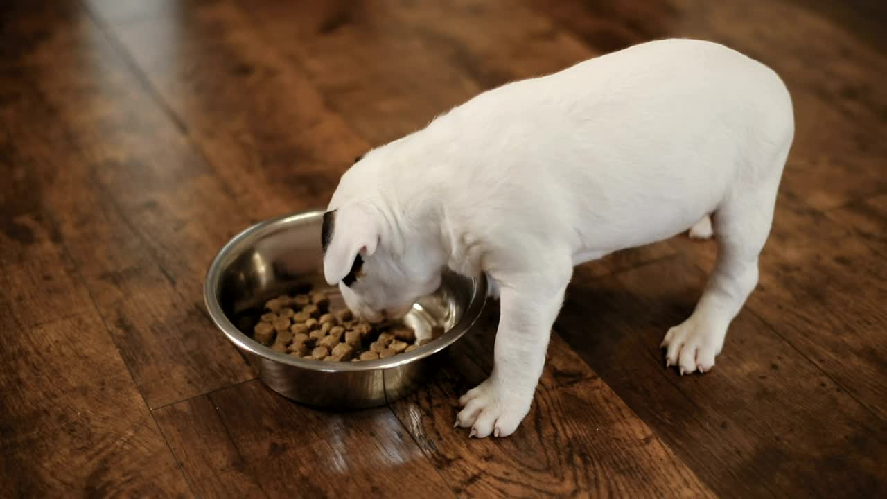 Stock Video Little Puppies Eating Animated Wallpaper