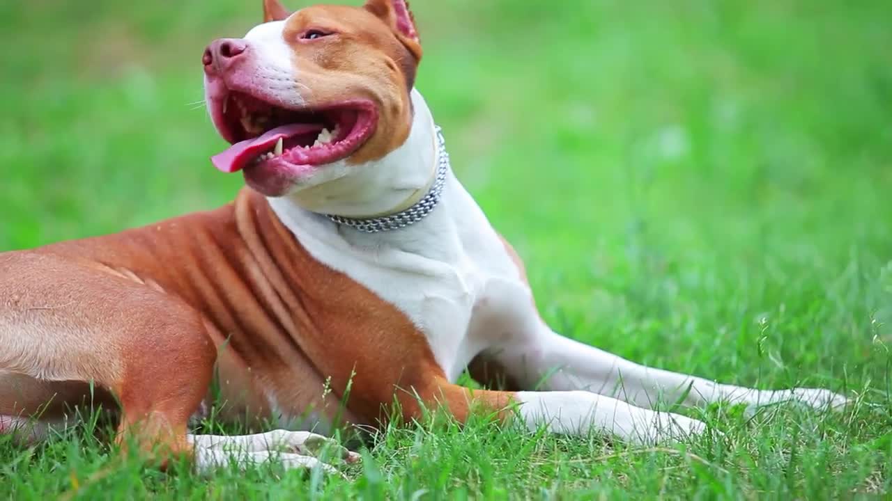 Stock Video Little Pit Bull Dog Terrier Animated Wallpaper