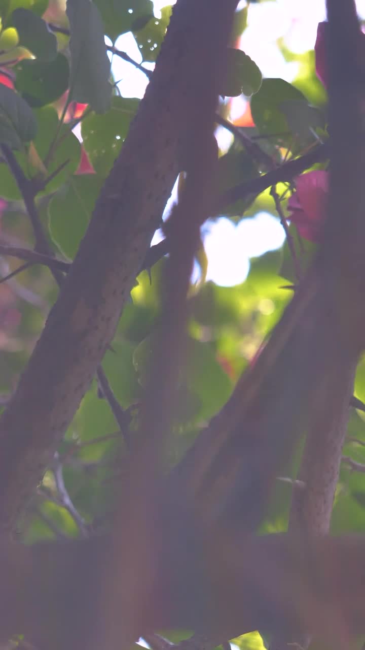 Stock Video Little Pink Flowers On A Tree Animated Wallpaper