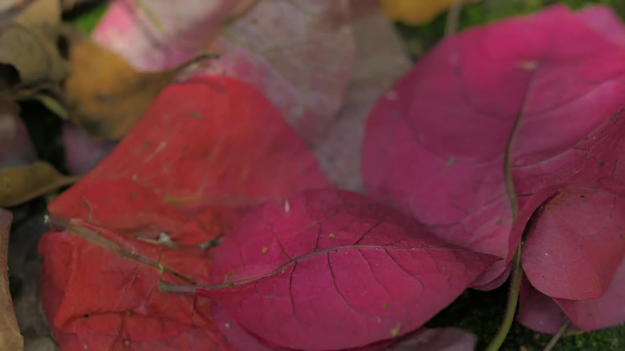 Stock Video Little Pink Flowers In The Ground Animated Wallpaper