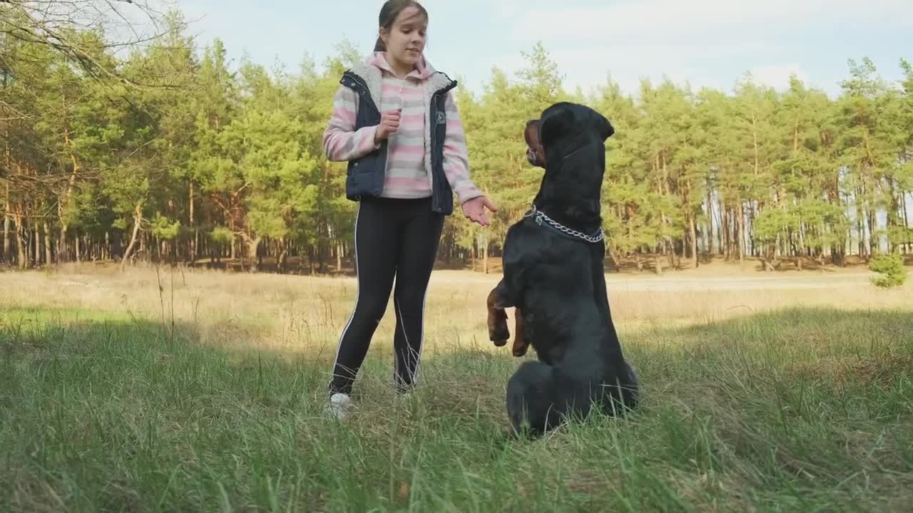 Stock Video Little Girl Teaching Tricks To Her Dog Animated Wallpaper