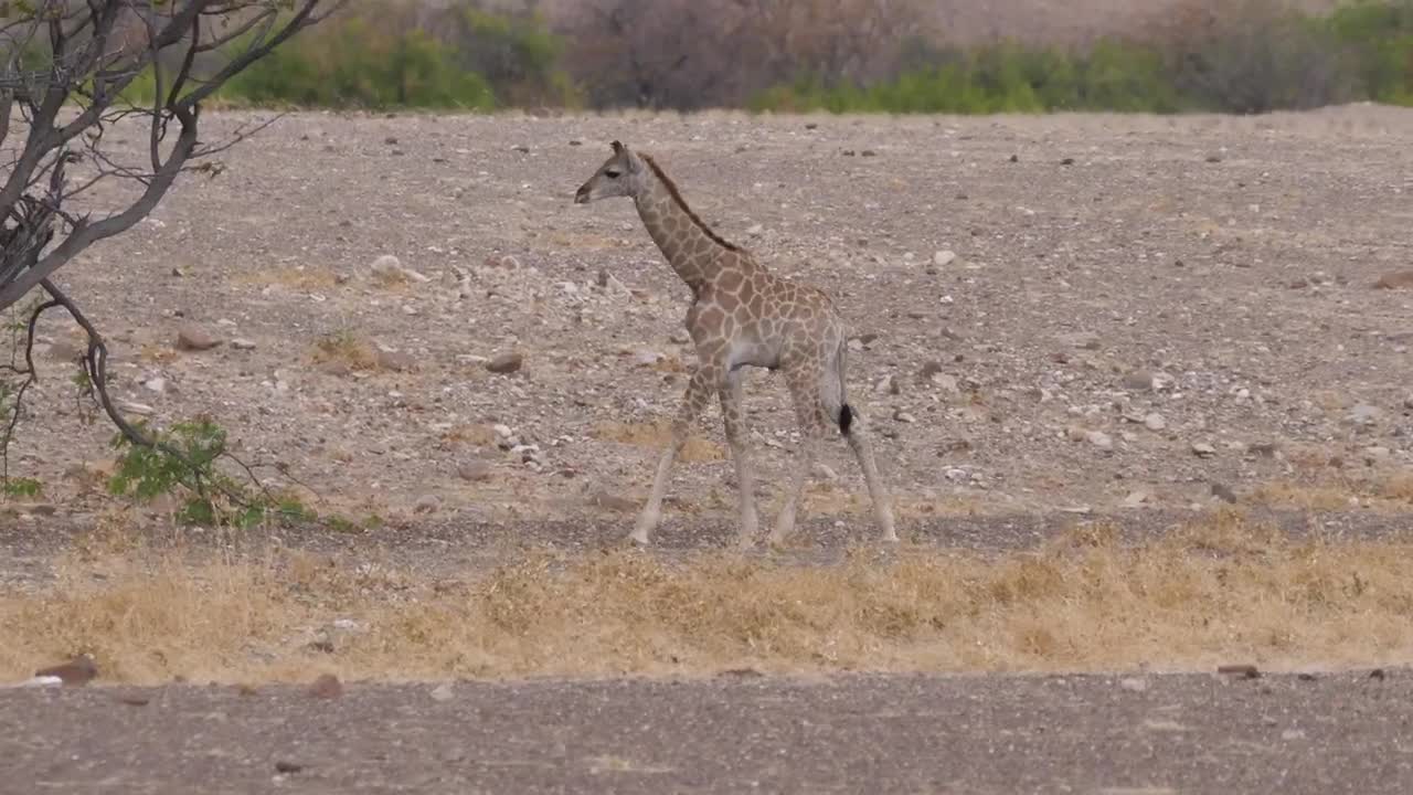 Stock Video Little Giraffe Looking For Food Animated Wallpaper