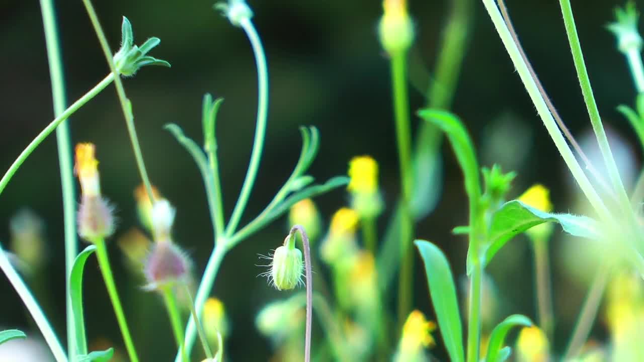 Stock Video Little Flowers Sprouting Moved Through The Air Animated Wallpaper