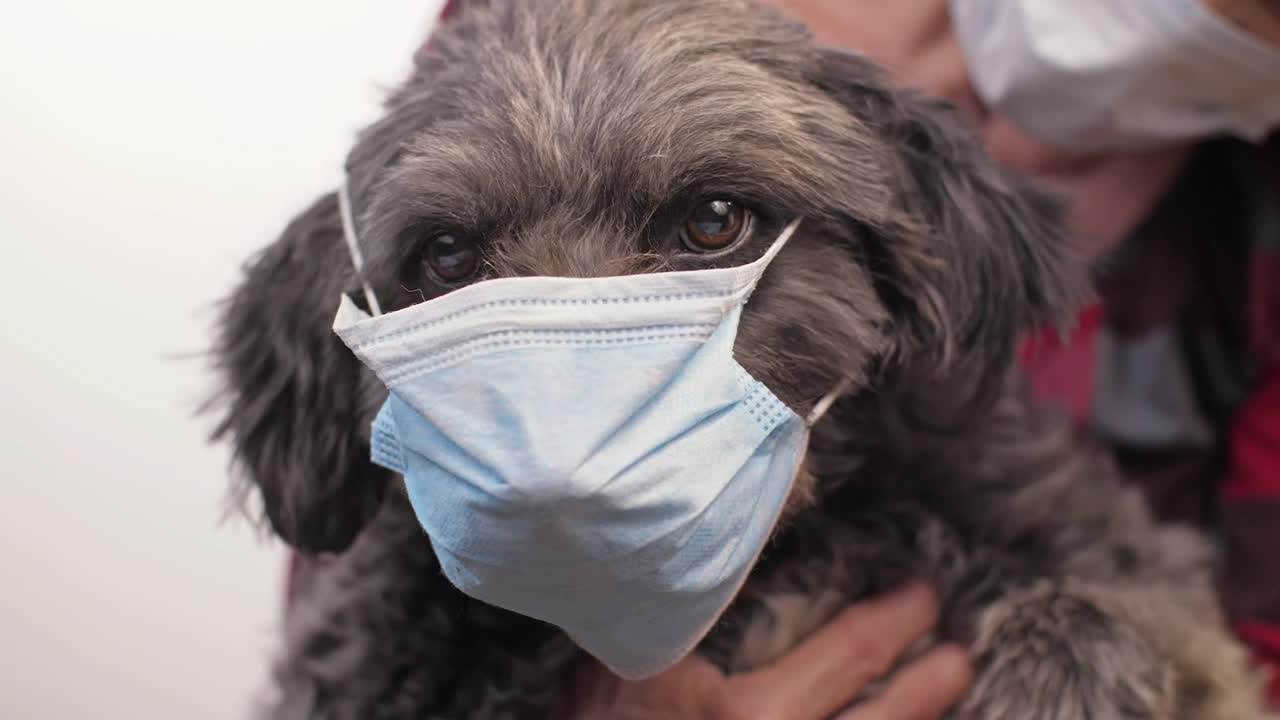 Stock Video Little Dog Wearing A Mask Animated Wallpaper