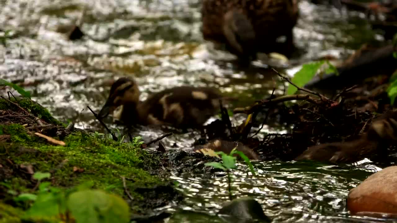 Stock Video Little Ducks Walk In A Stream In The Forest Animated Wallpaper