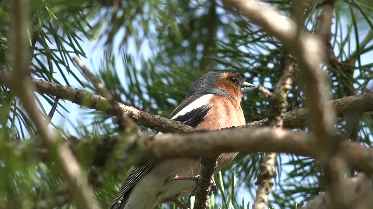 Stock Video Little Colorful Bird On A Tree Branch Animated Wallpaper