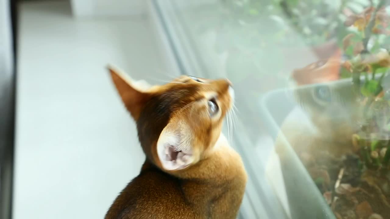Stock Video Little Cat Staring At The Window Animated Wallpaper