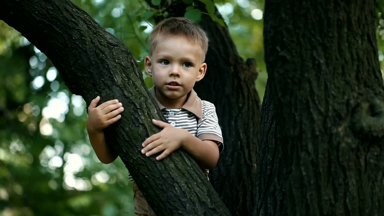 Stock Video Little Boy Climbing A Tree Animated Wallpaper