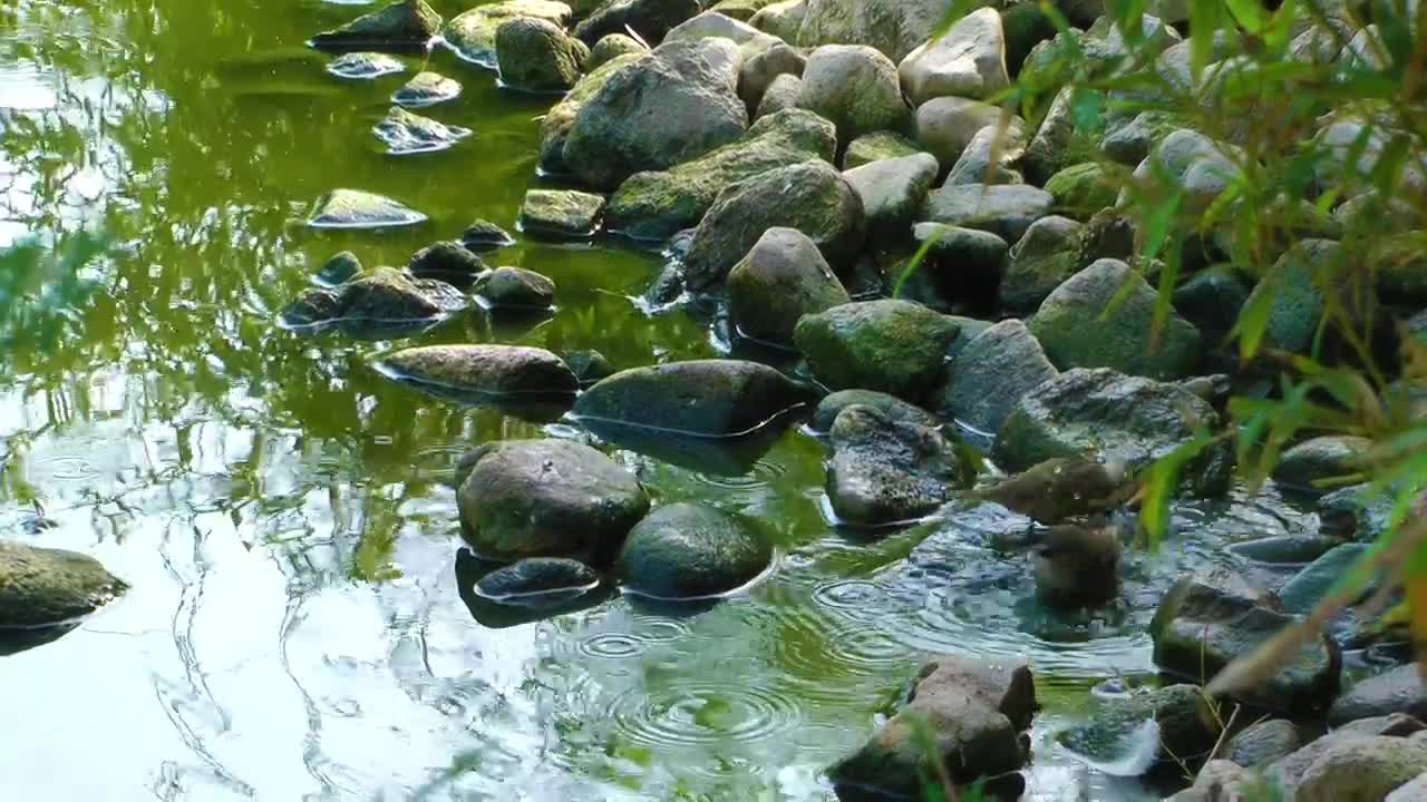 Stock Video Little Birds Bathe In The Stream Of A Park Animated Wallpaper