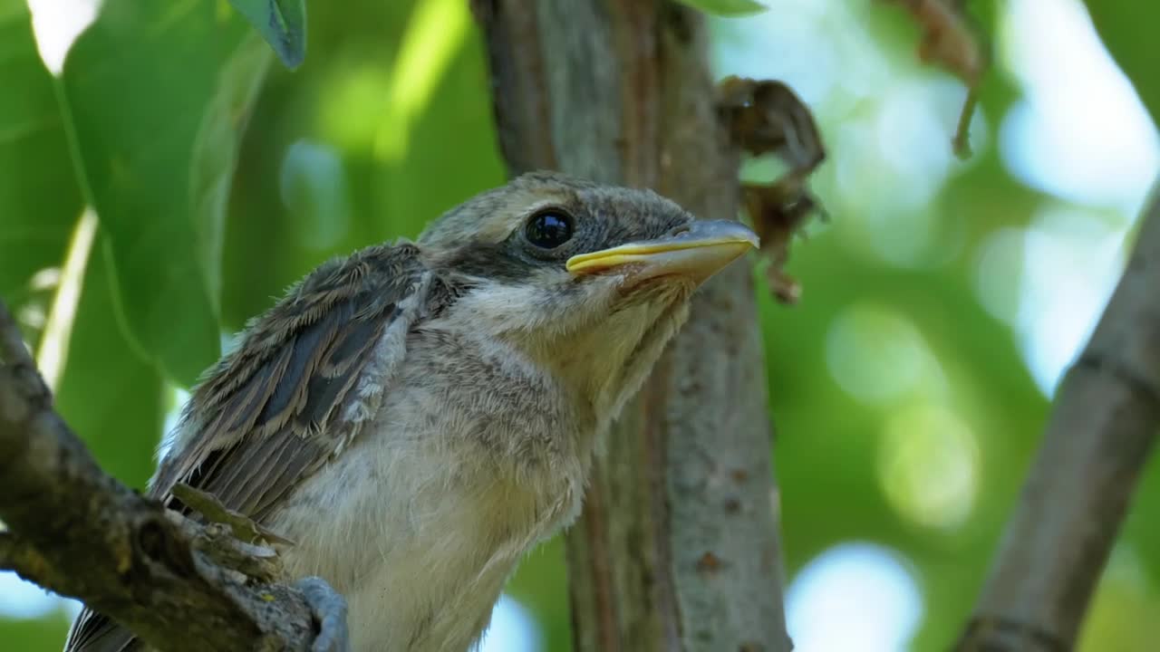 Stock Video Little Bird Sitting On A Tree Branch Animated Wallpaper