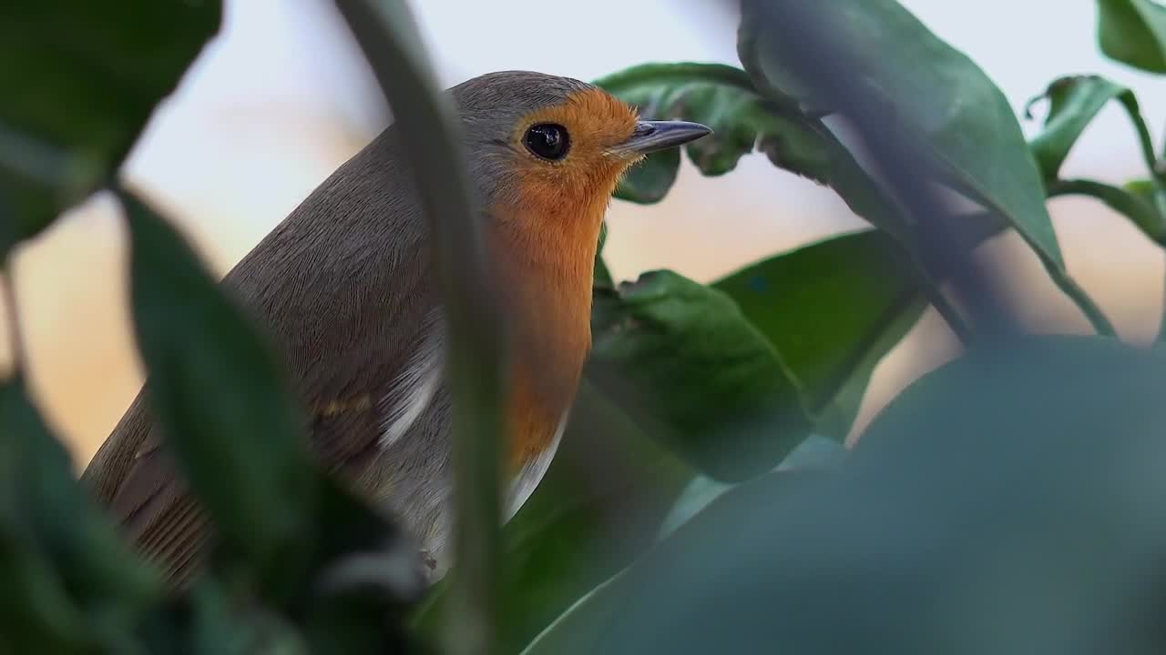 Stock Video Little Bird On A Tree Branch Animated Wallpaper