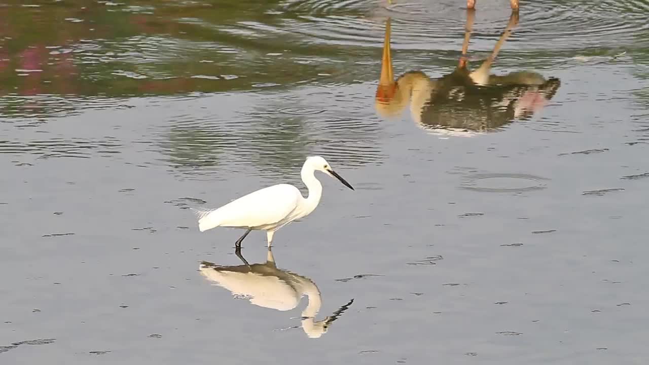 Stock Video Little Bird Fishing In Shallow Water Animated Wallpaper