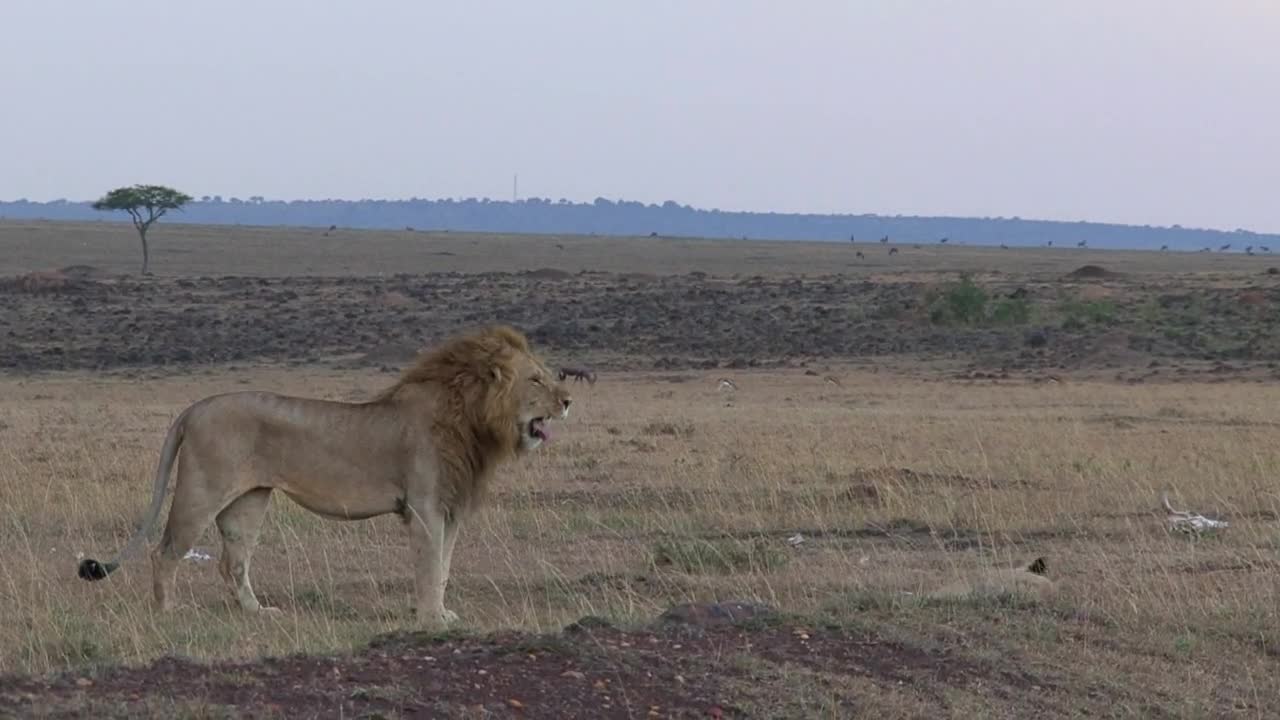 Stock Video Lions Resting On The Savanna Animated Wallpaper