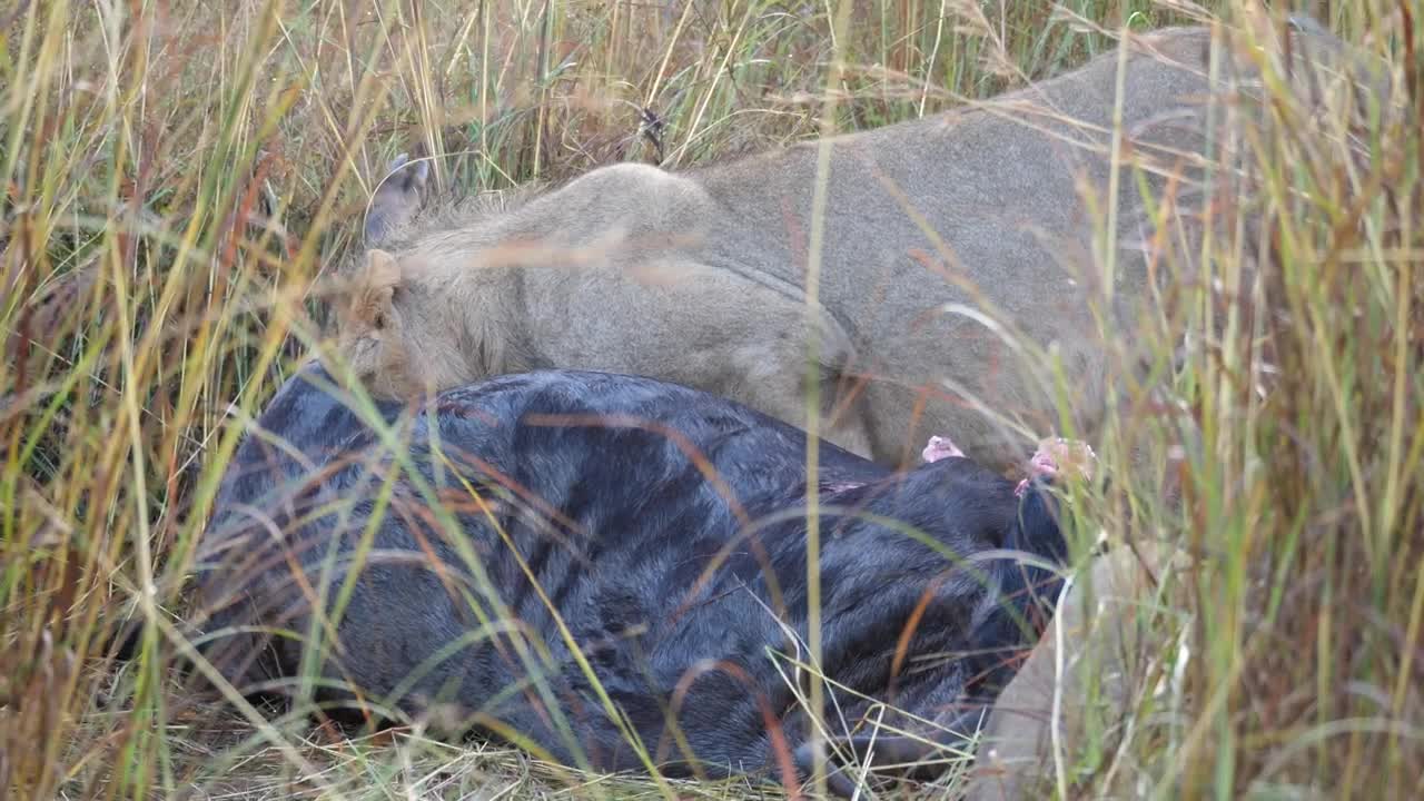 Stock Video Lions Eating From A Wildebeest At Wild Close Up Animated Wallpaper