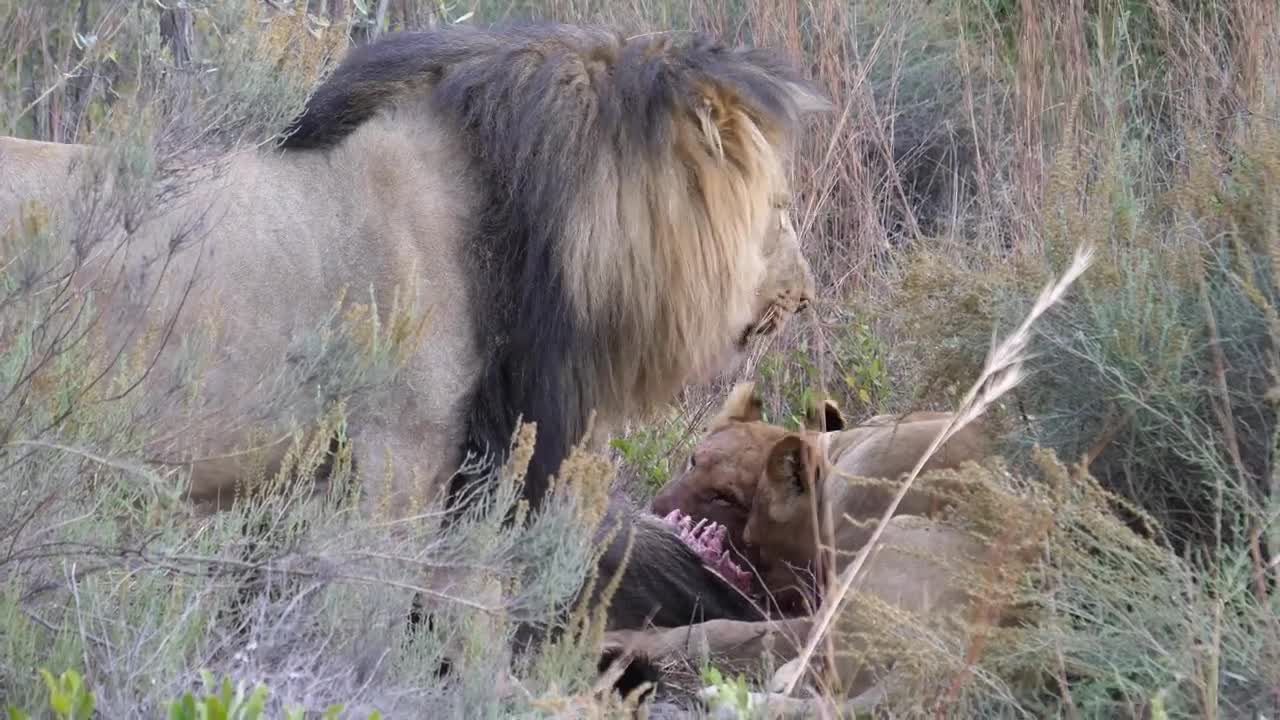 Stock Video Lions Eating From A Wildebeest Animated Wallpaper