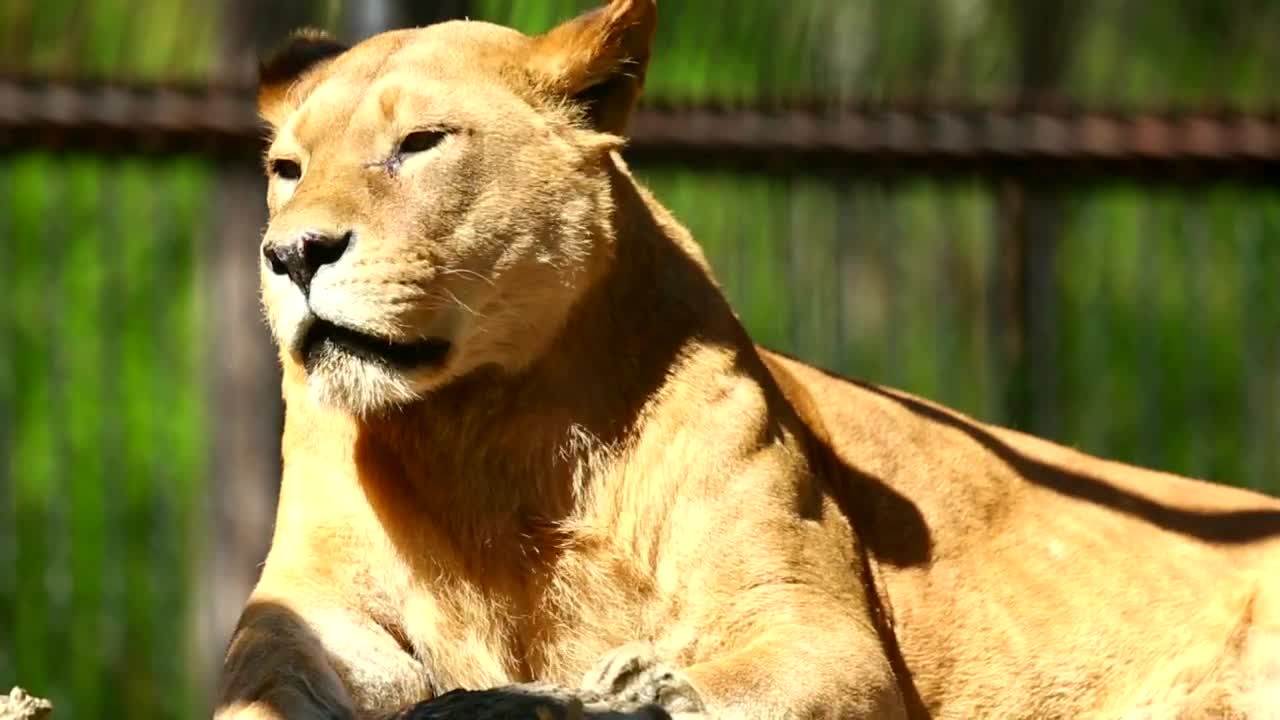 Stock Video Lioness Taking A Sun Bath Animated Wallpaper