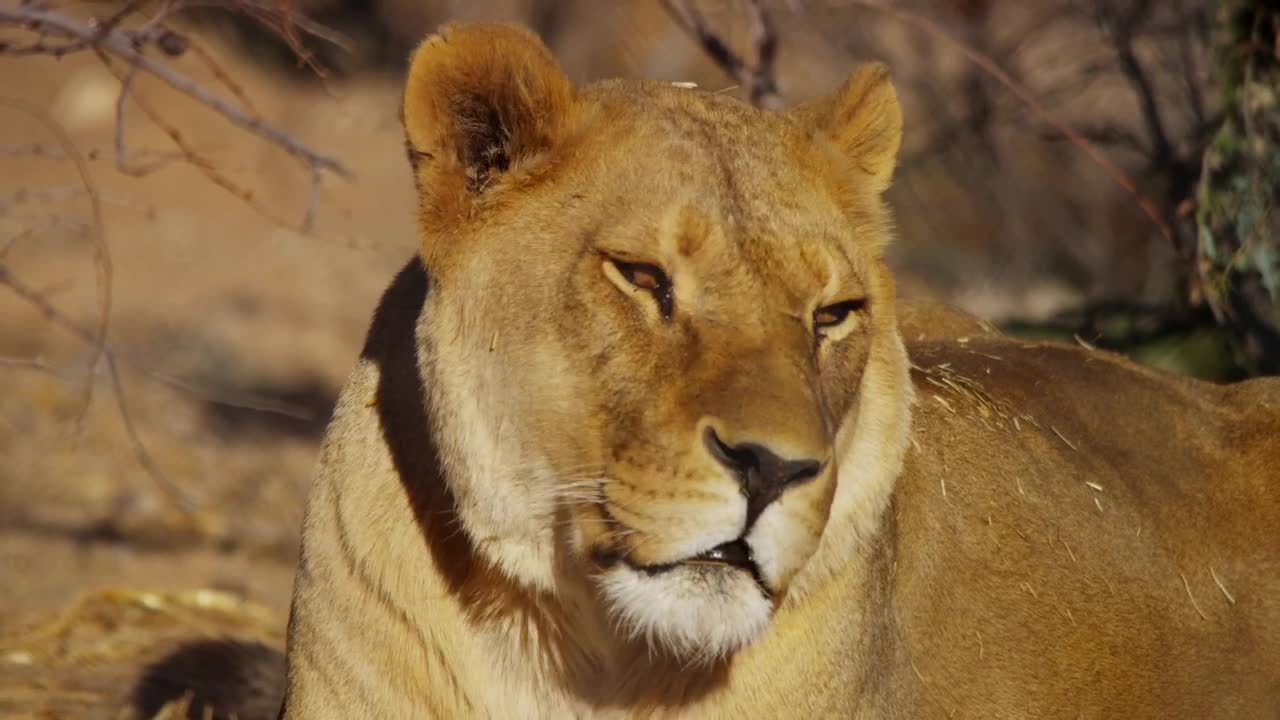 Stock Video Lioness Portrait In The Wild Animated Wallpaper