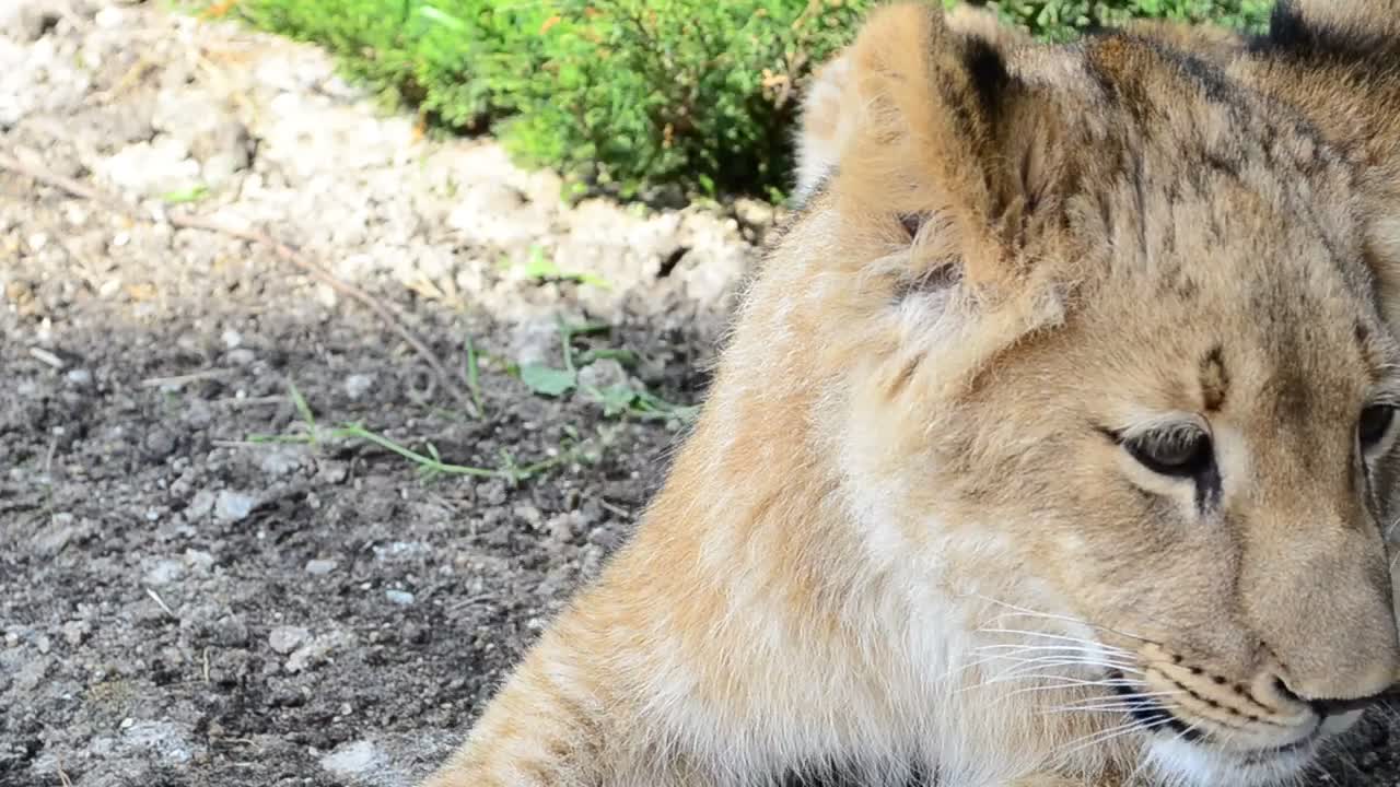 Stock Video Lioness Laying In The Shade Animated Wallpaper