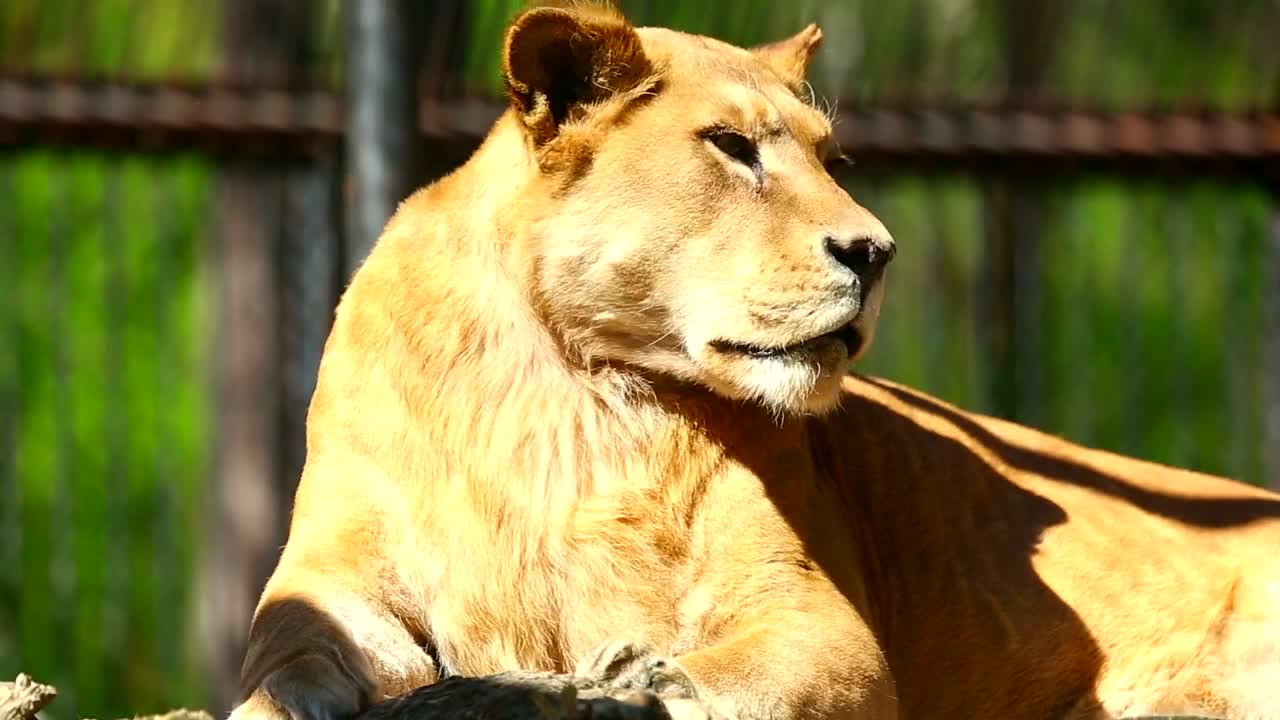 Stock Video Lioness Laying In The Sun Animated Wallpaper