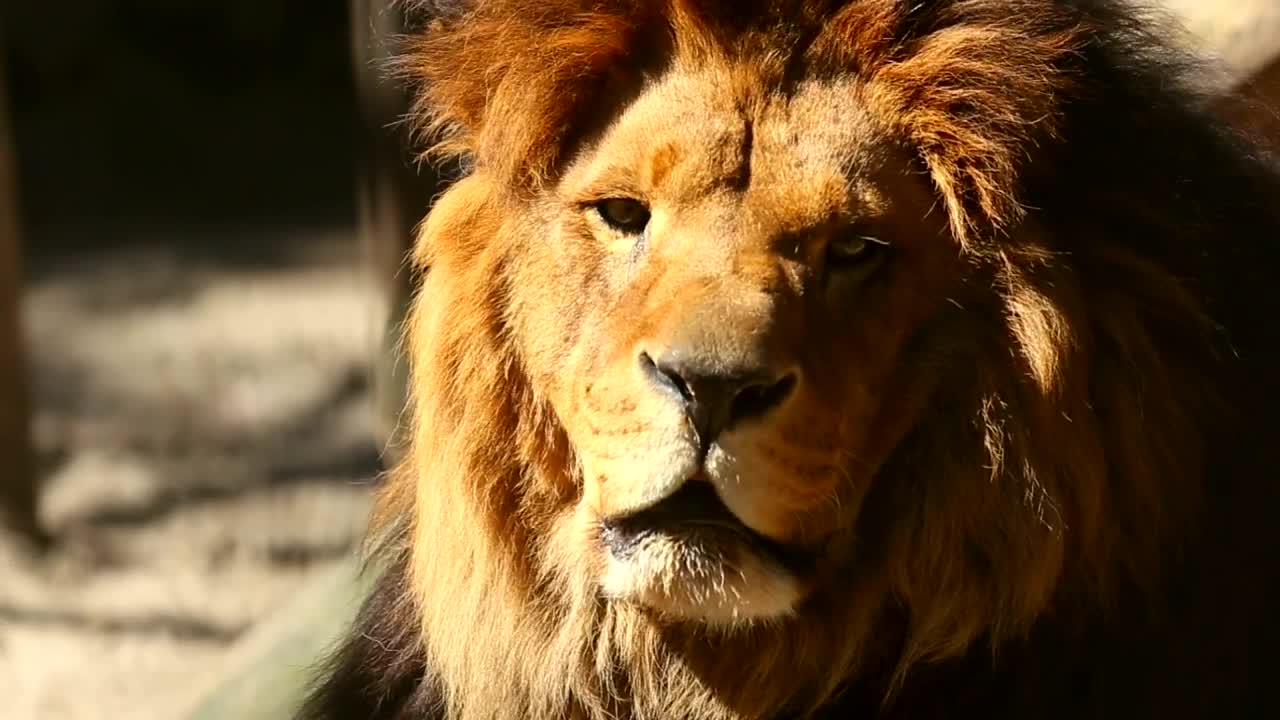 Stock Video Lion Head Portrait In The Sun Animated Wallpaper