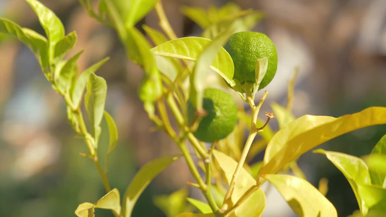 Stock Video Limes Growing In A Garden Animated Wallpaper
