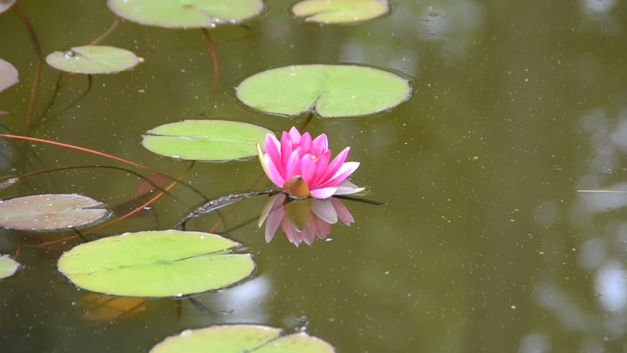 Stock Video Lilies On A Garden Pond Animated Wallpaper
