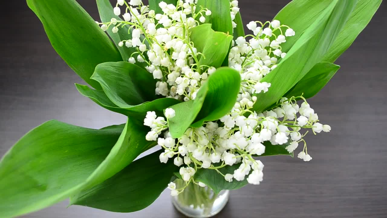 Stock Video Lilies In A Vase Animated Wallpaper
