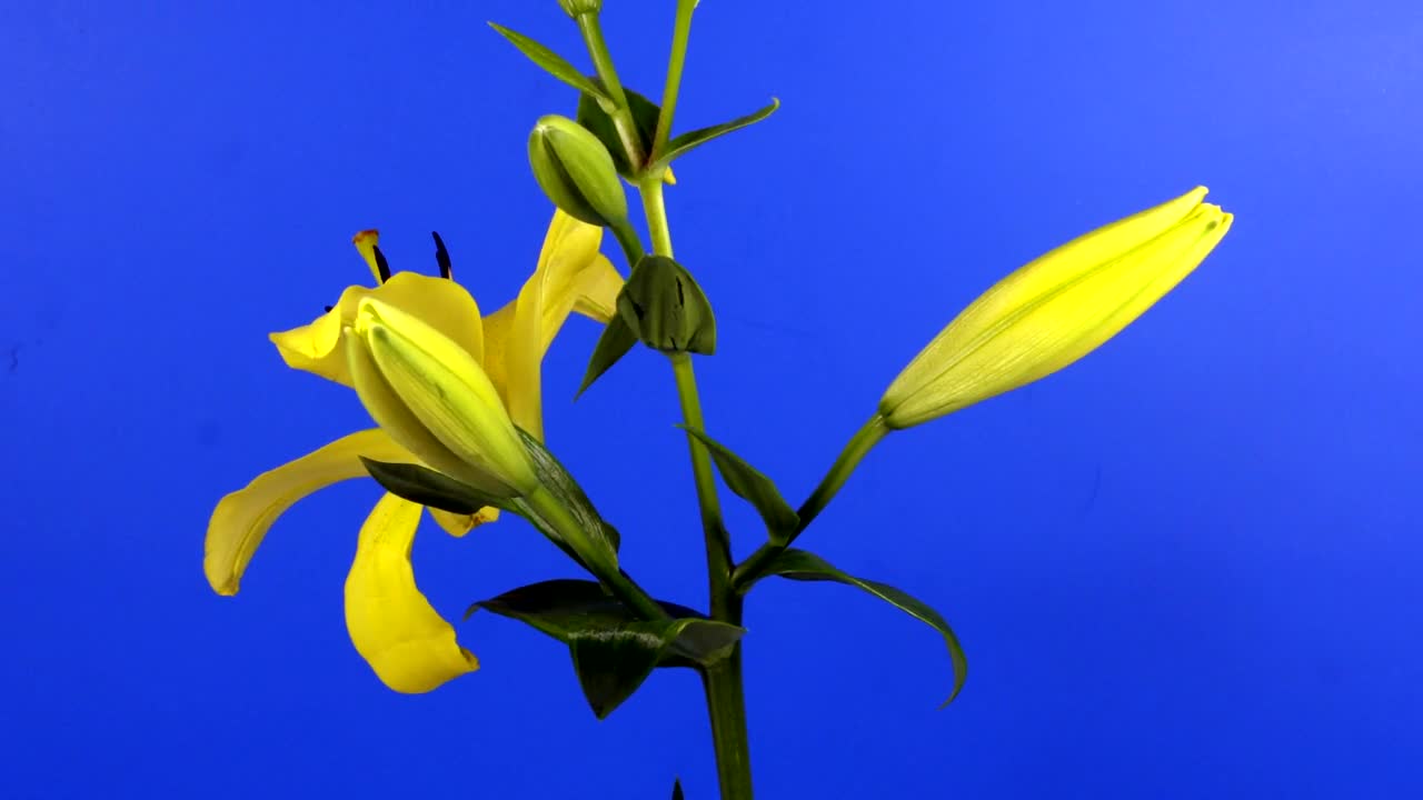 Stock Video Lilies Flowers On Its Stem Slowly Opening Animated Wallpaper