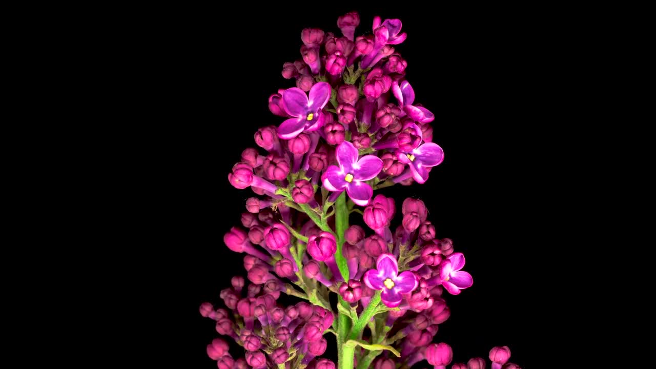 Stock Video Lilacs Opening Their Petals On A Dark Background Animated Wallpaper