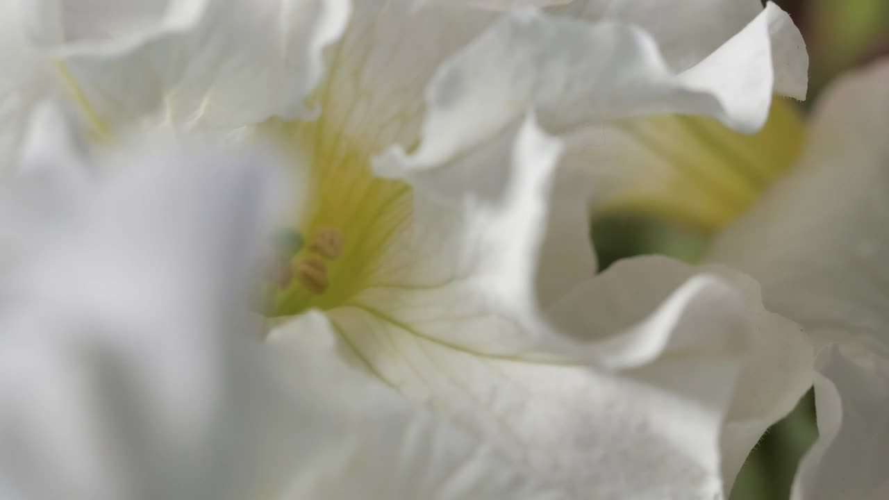 Stock Video Lilac Sprayed With Focus On Its Details Animated Wallpaper