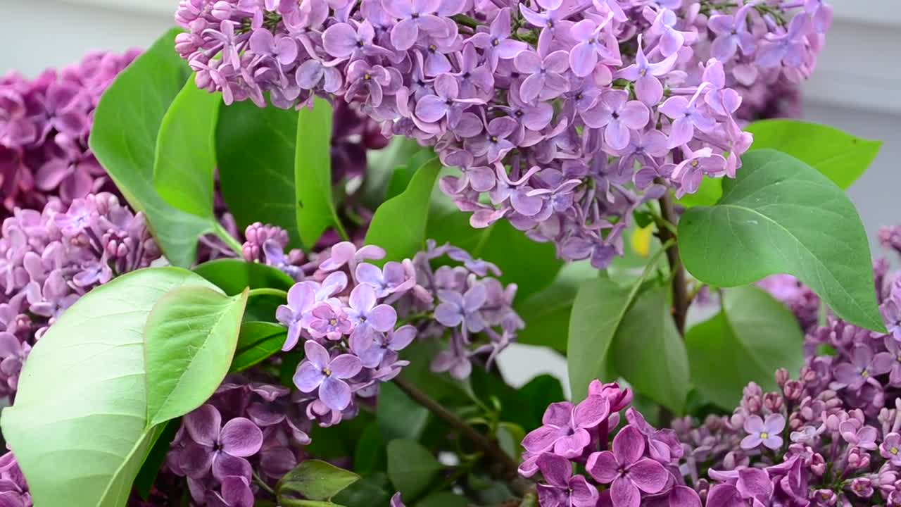 Stock Video Lilac Flowers In A Community Garden Animated Wallpaper