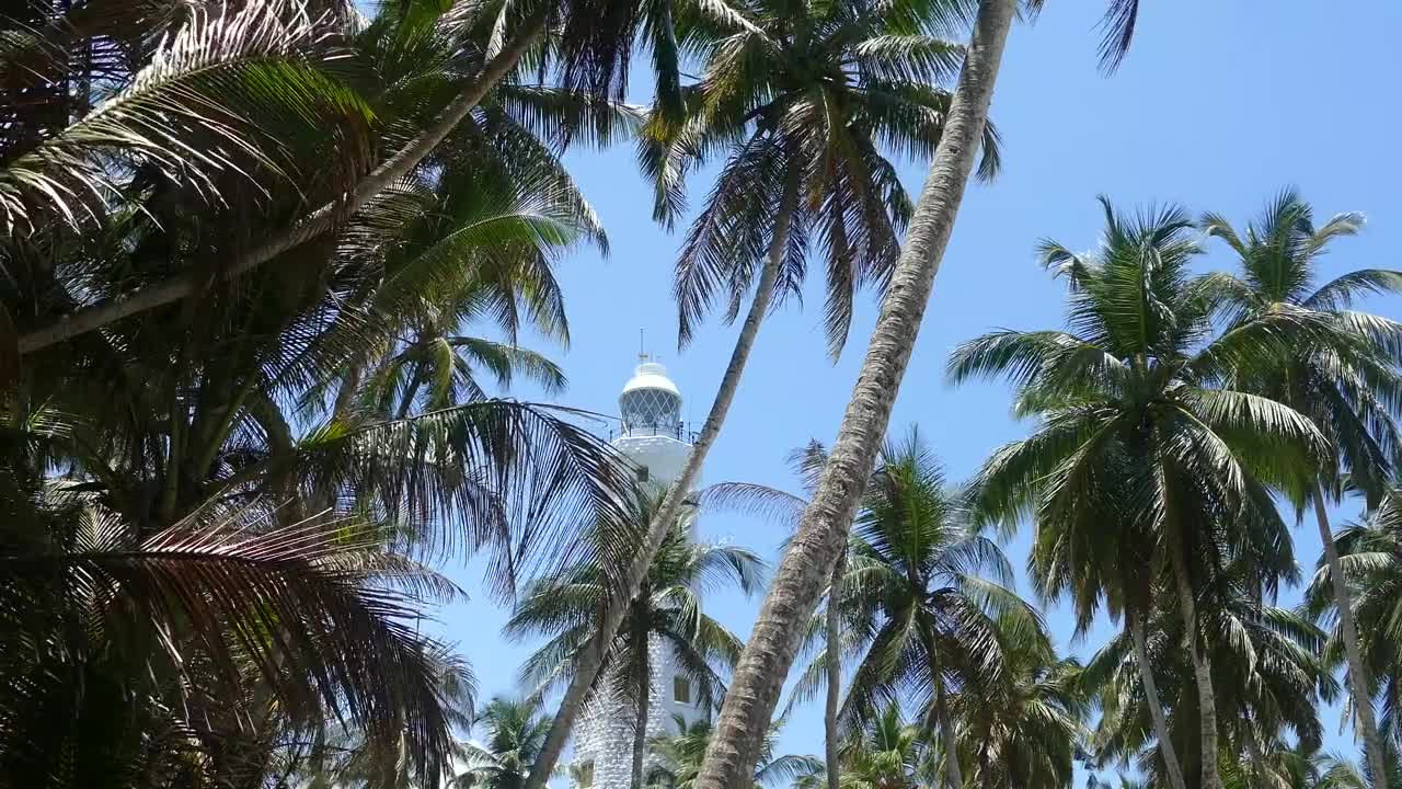 Stock Video Lighthouse Behind The Palm Trees Animated Wallpaper