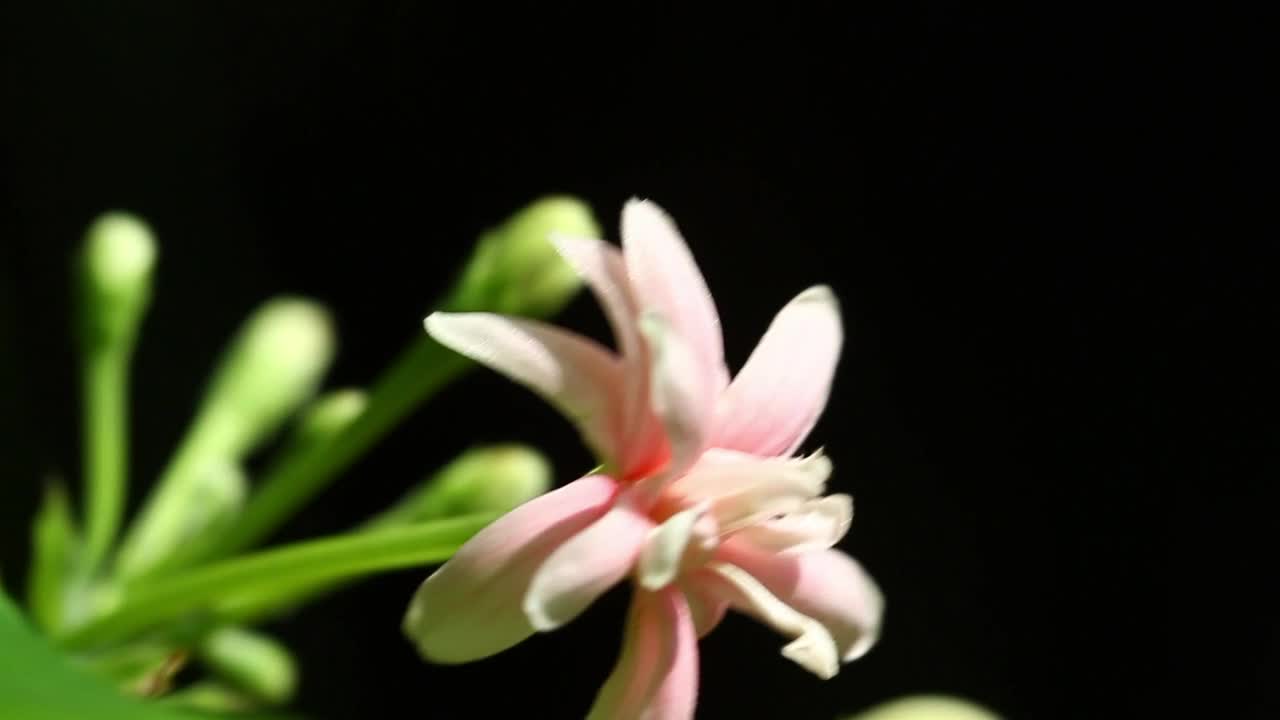 Stock Video Light Pink Flower In The Breeze Animated Wallpaper
