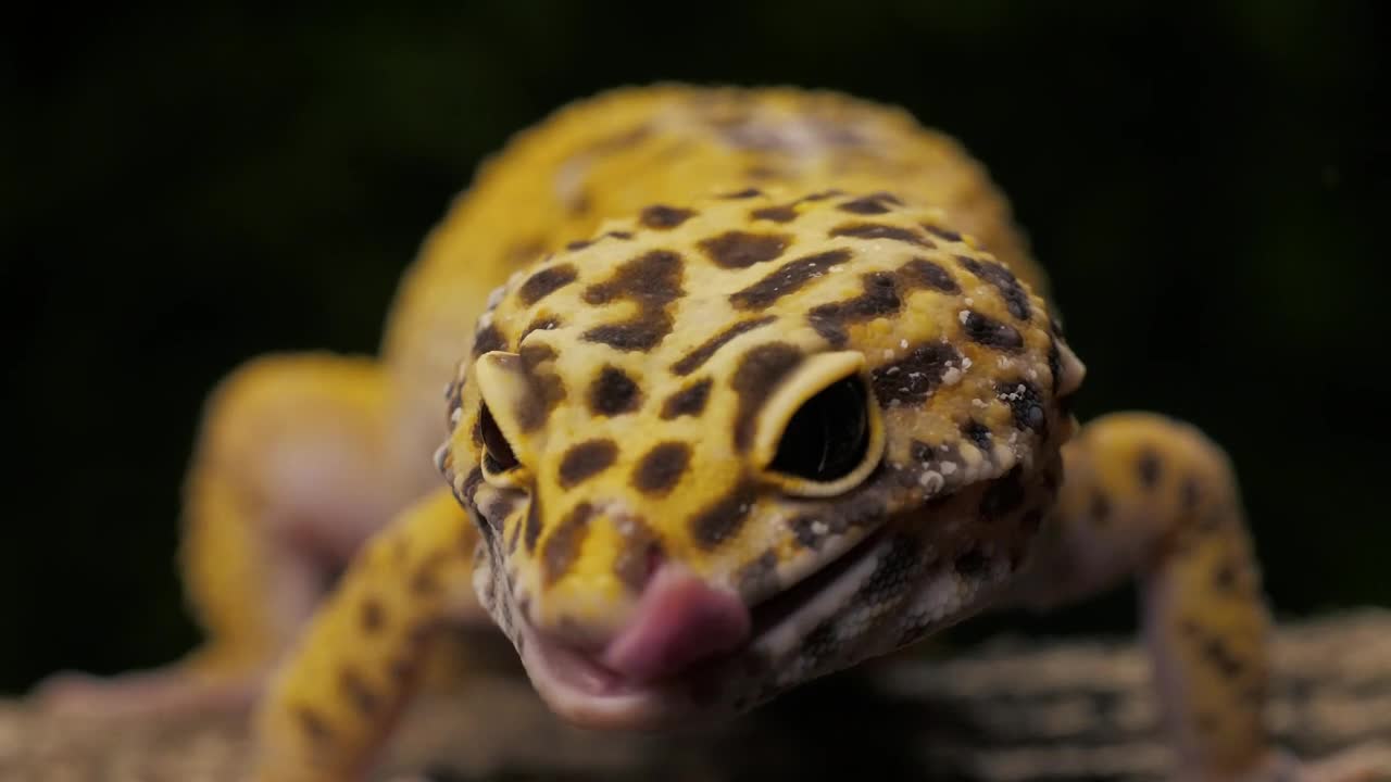 Stock Video Leopard Gecko Lizard Closeup Animated Wallpaper