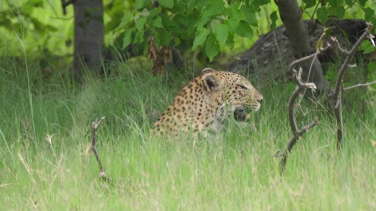 Stock Video Leopard Walking In A Green Valley Animated Wallpaper