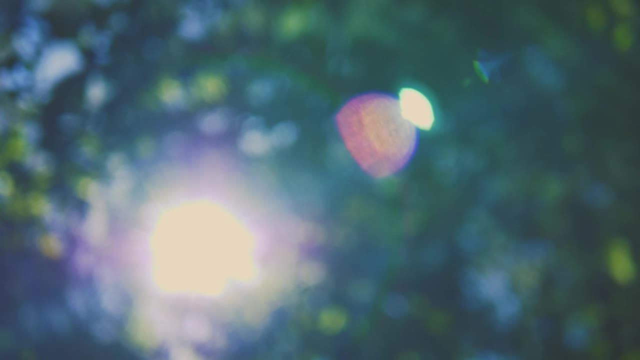 Stock Video Lens Flares From The Sun Through The Out Of Focus Trees Animated Wallpaper