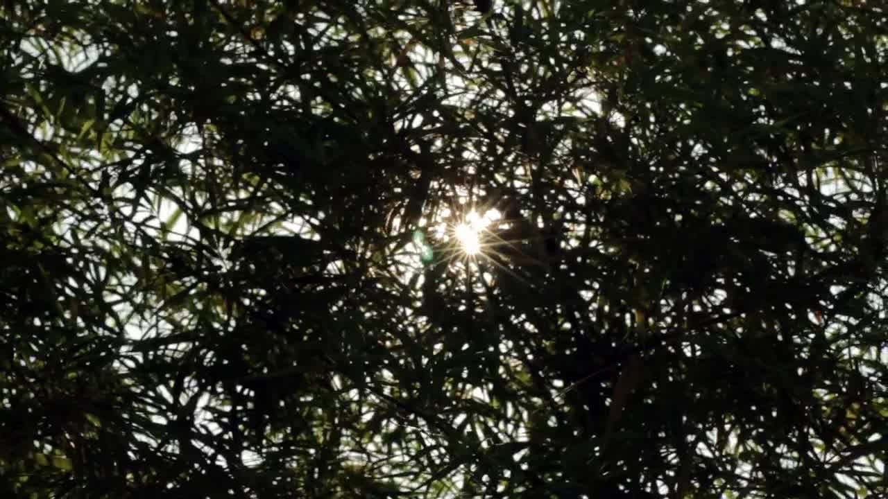 Stock Video Lens Flare Through The Trees Animated Wallpaper