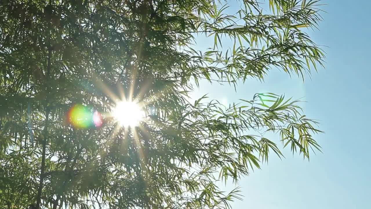Stock Video Lens Flare Against The Sun Animated Wallpaper