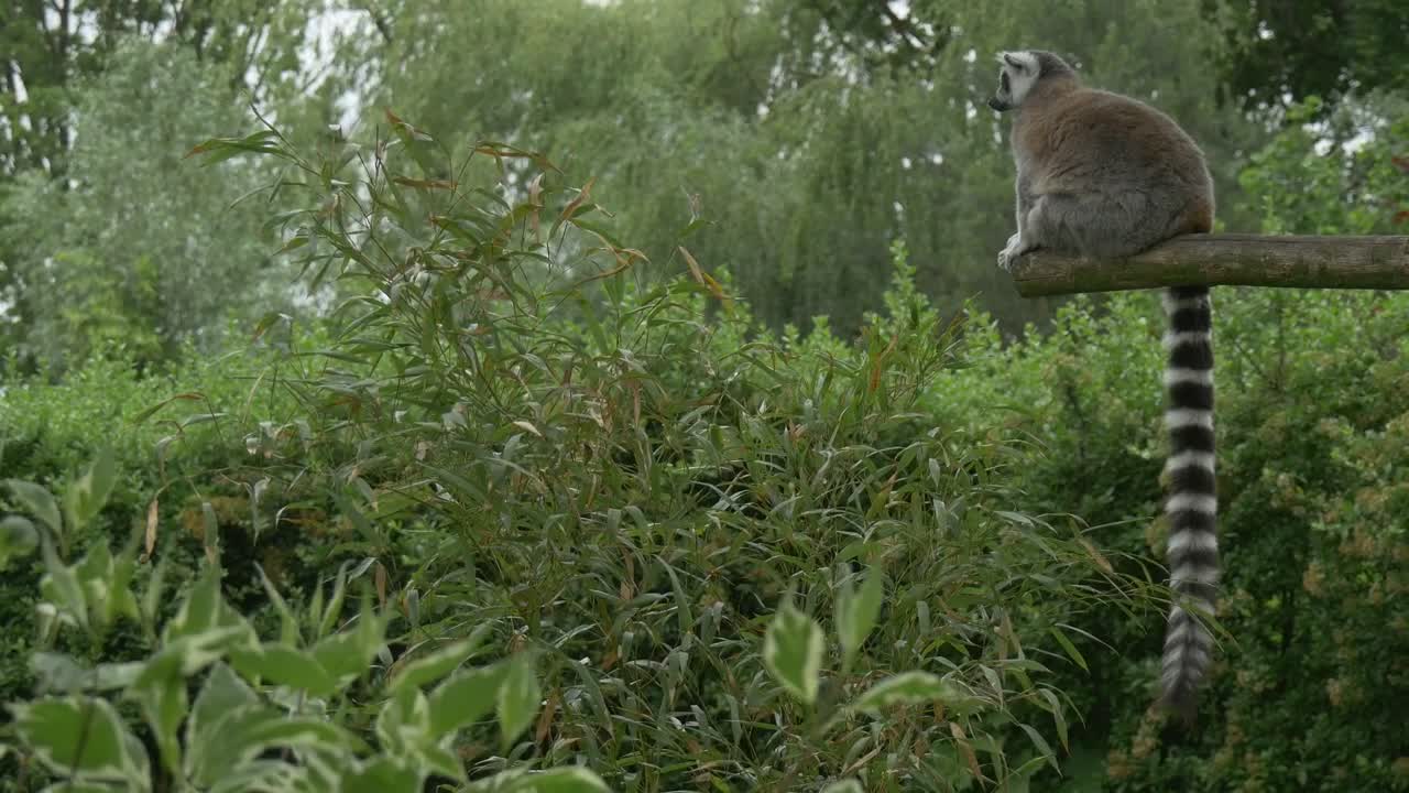 Stock Video Lemurs Sitting On A Log In The Jungle Animated Wallpaper