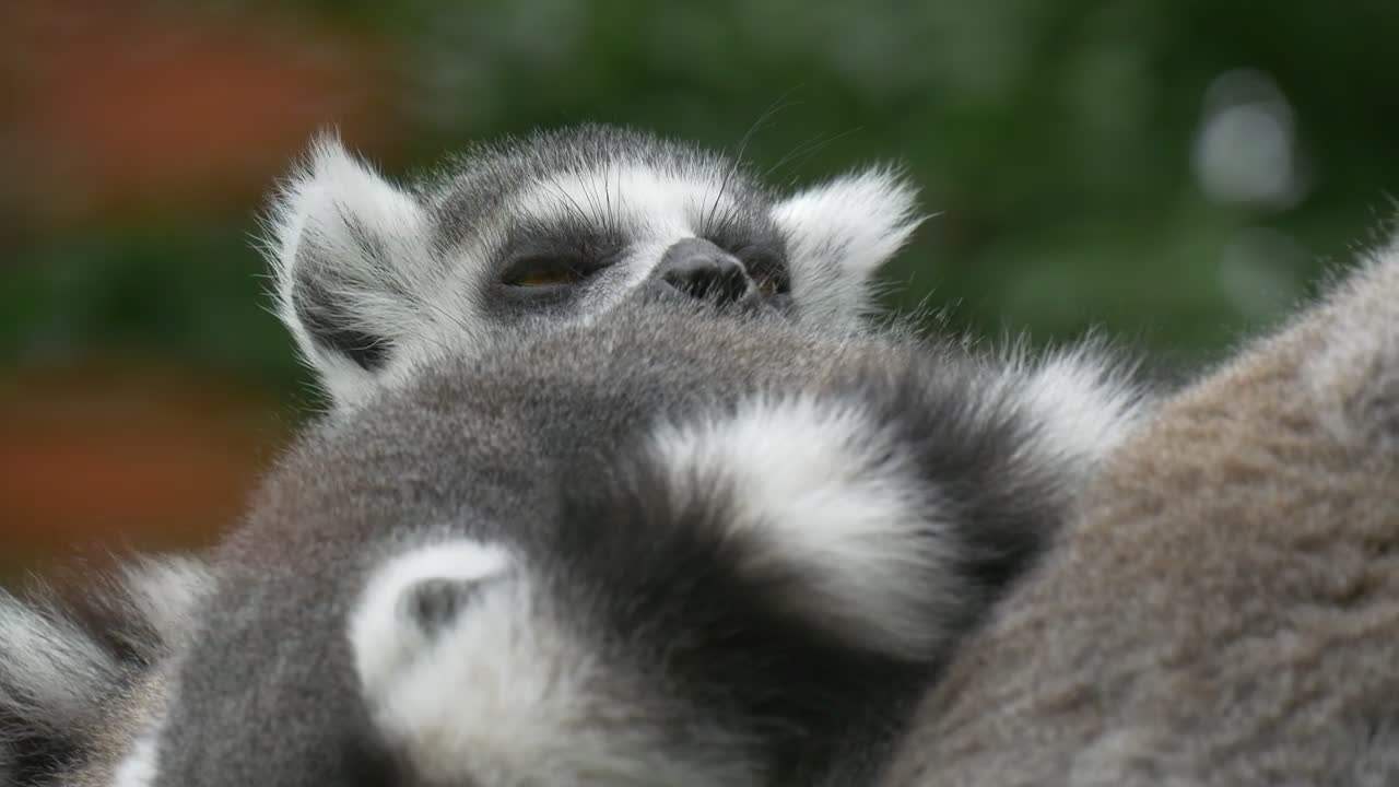 Stock Video Lemur Reclining In Nature Animated Wallpaper