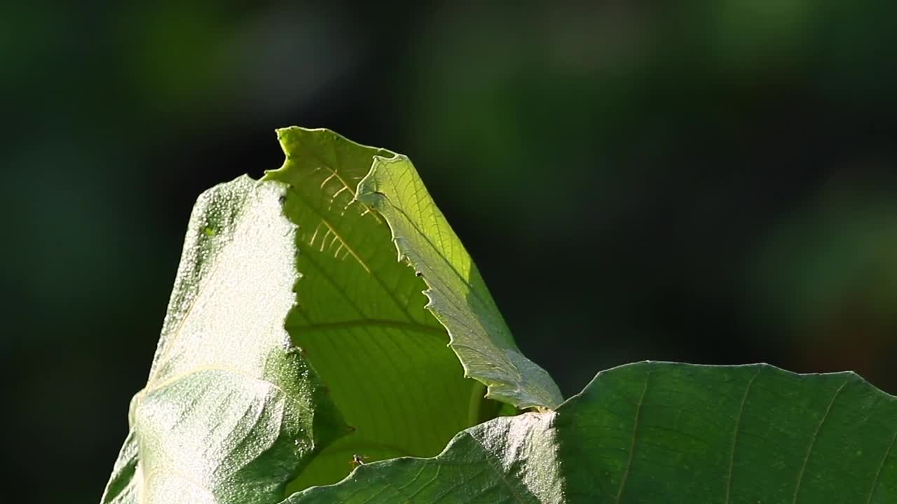 Stock Video Leaves With Bite Marks Animated Wallpaper