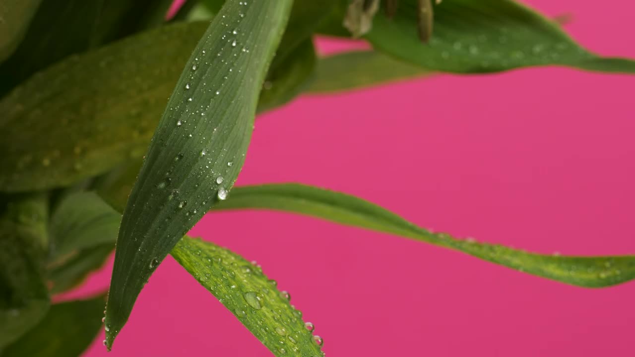Stock Video Leaves With A Pink Background Animated Wallpaper