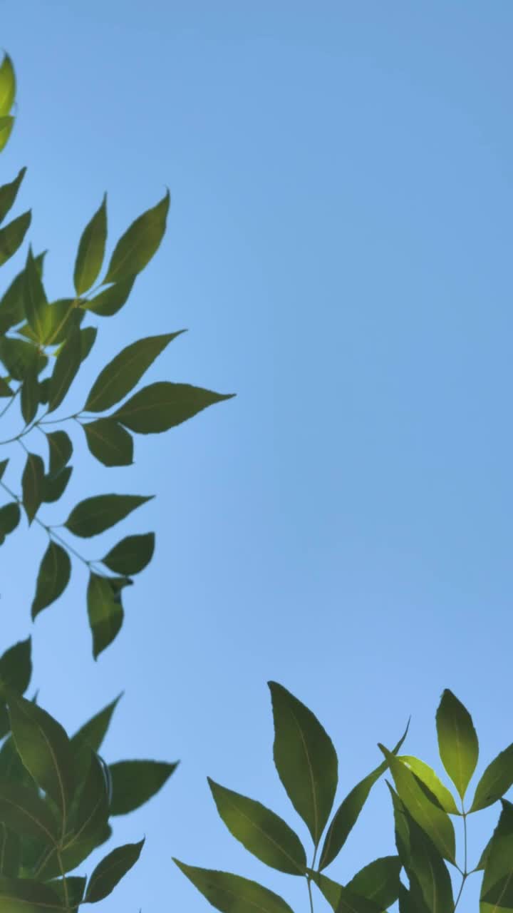 Stock Video Leaves Under A Blue Sky Animated Wallpaper