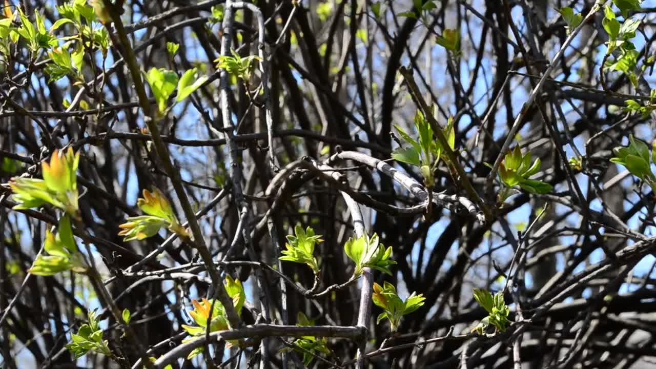 Stock Video Leaves Starting To Appear Animated Wallpaper